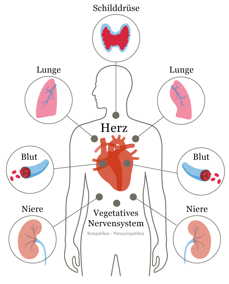 Ganzheitliche Kardiologie